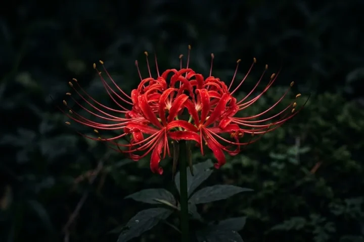 Spider Lily Meaning: Symbolism, History, and Uses is the best in 2026