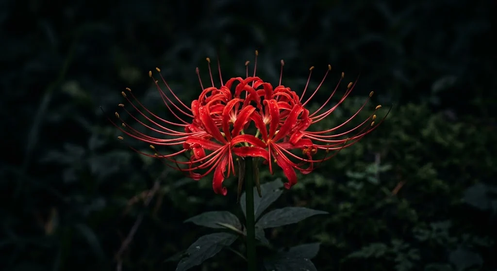 Spider Lily Meaning: Symbolism, History, and Uses is the best in 2026
